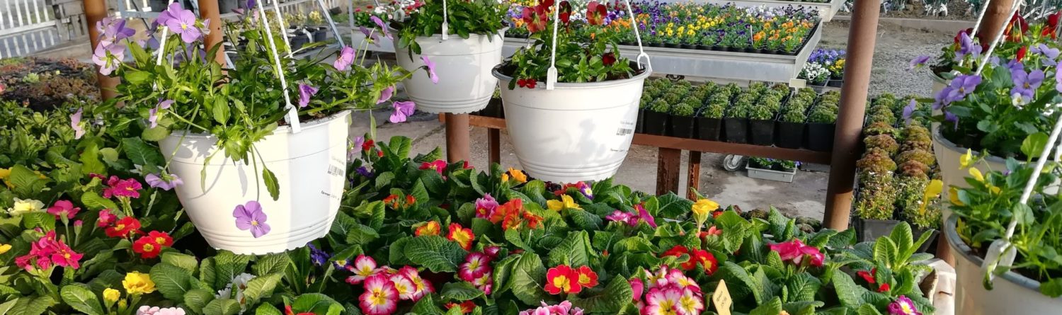 Tavaszi egynyári növények, balkonnövények a Kedvenc kertcentrumban a szolnoki kertészetben