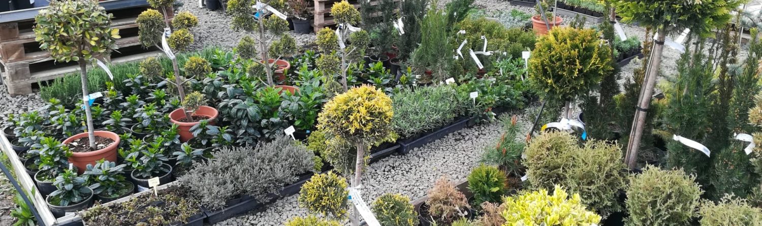 Törzses formanövények a Kedvenc kert és kerti tó centrumban a szolnoki kertészetben