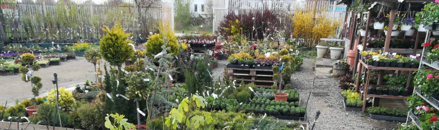 Kedvenc kert és kerti tó centrum a szolnoki kertészet ahol a kertészkedés kezdődik