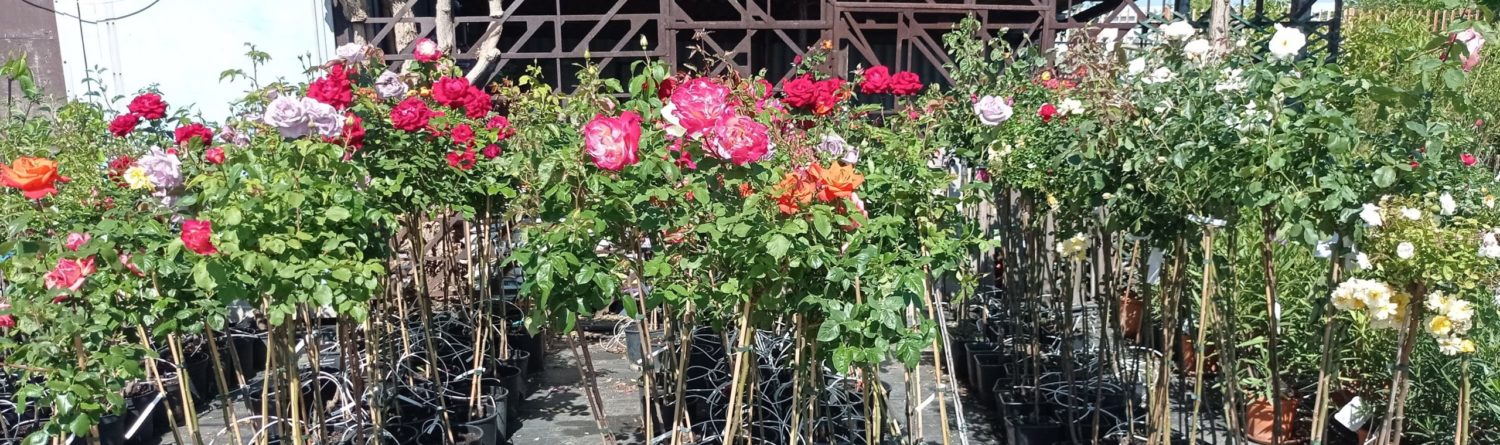 Törzses teahibrid rózsák, törzses csüngő rózsák, törzses floribunda rózsák a Kedvenc kert és kerti tócentrumban