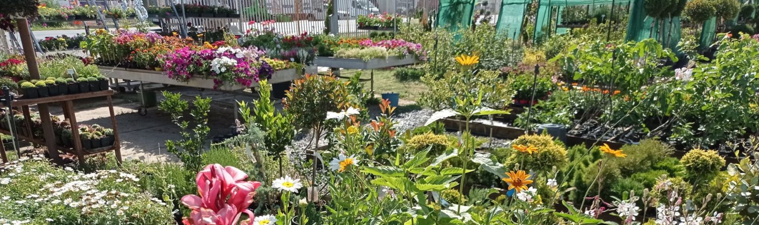 Kedvenc kertcentrum: szép növények és kiegészítő termékek nagy választéka