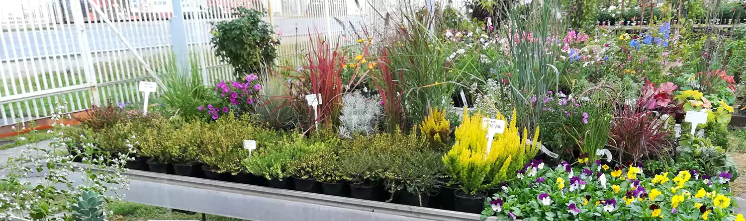 Őszi szezonnak megfelelő évelő növények a szolnoki kertészetben