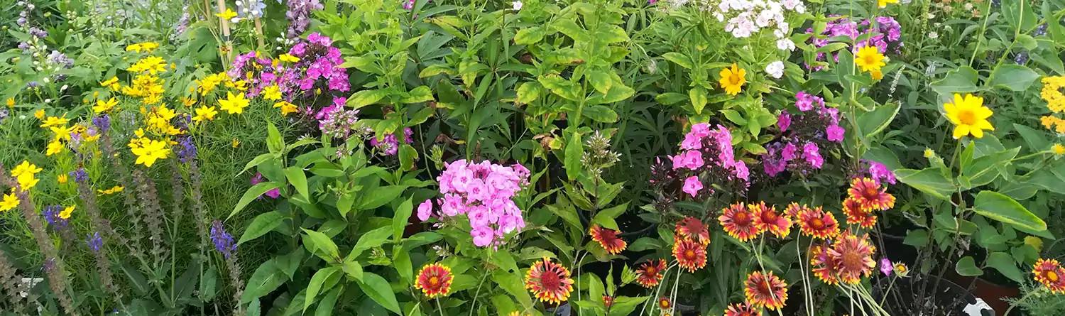 Nyáron virágzó növények a szolnoki kertészetben