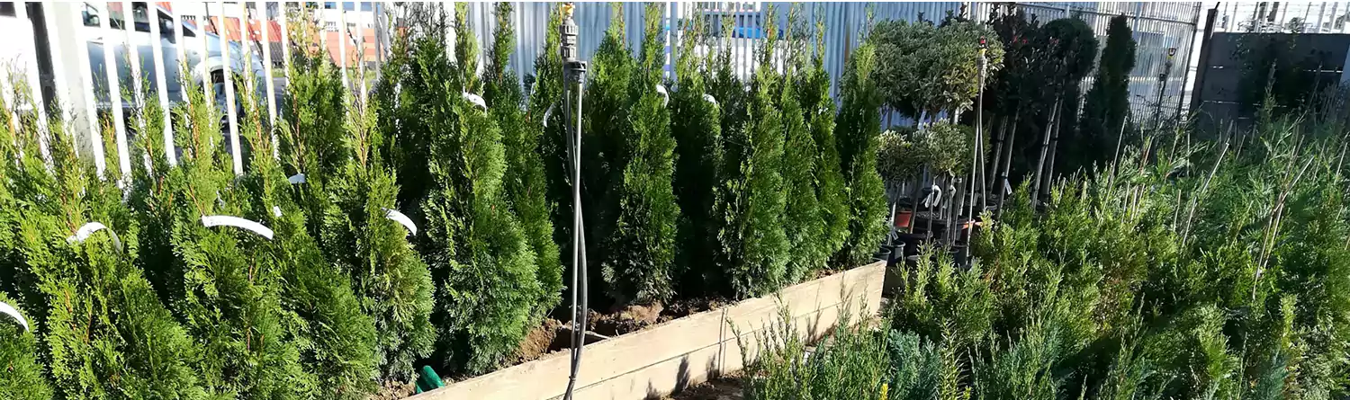 Örökzöld növény választék a Kedvenc kertcentrumban a szolnoki kertészetben