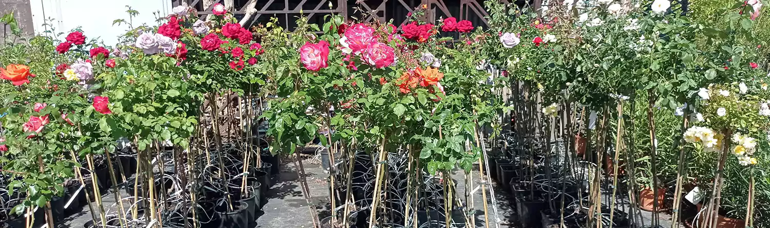 Törzses teahibrid rózsák, törzses csüngő rózsák, törzses floribunda rózsák a Kedvenc kert és kerti tócentrumban