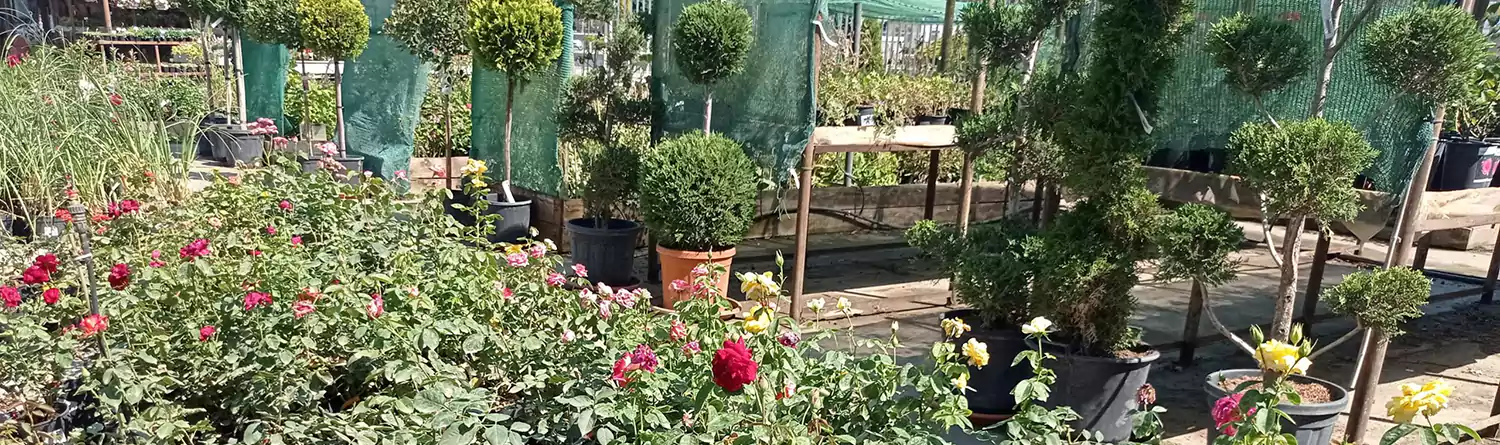 Rózsa választékban is első a szolnoki kertészet