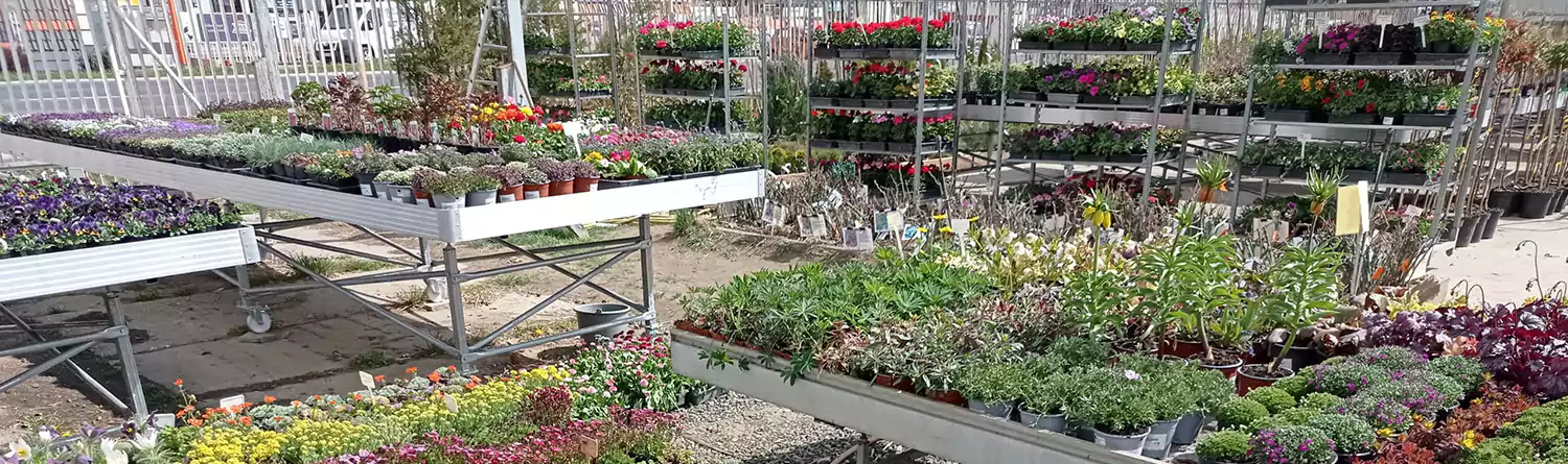 Tavaszi szezonnak megfelelő virágzó növények a szolnoki kertészetben