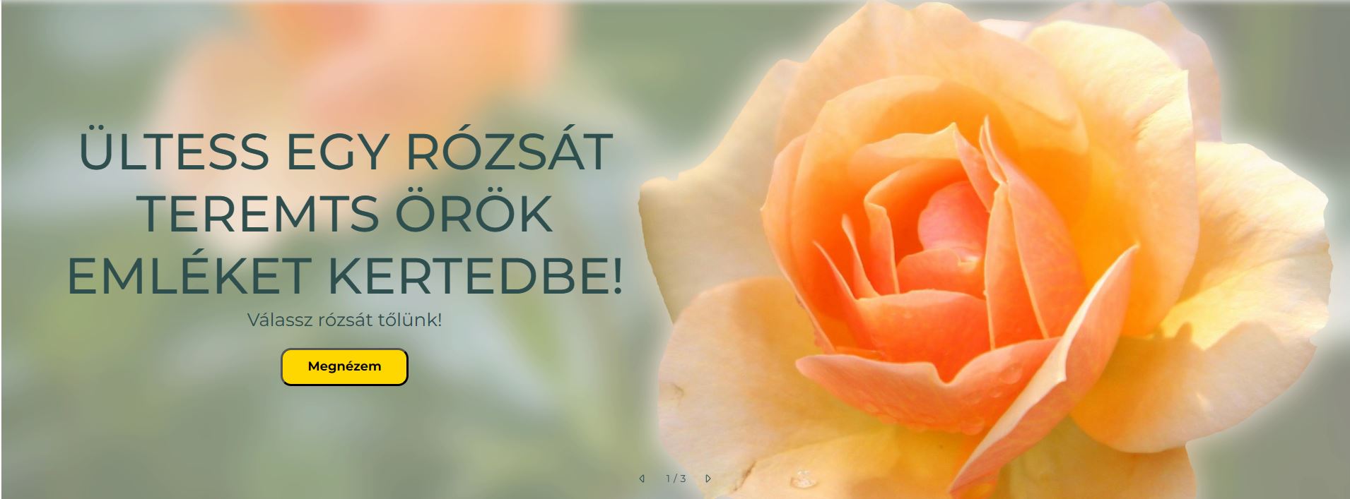 Rózsa fajták